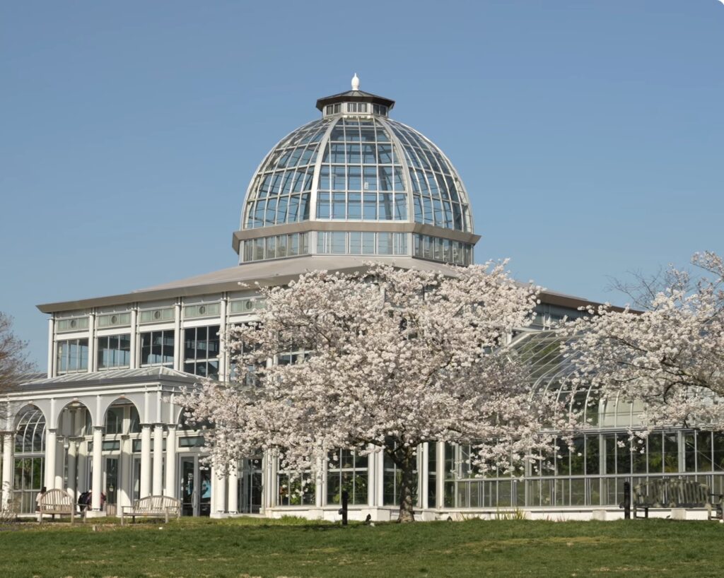 A large glass conservatory with a domed roof stands behind blooming cherry blossoms, their pink petals glowing under a clear blue sky.