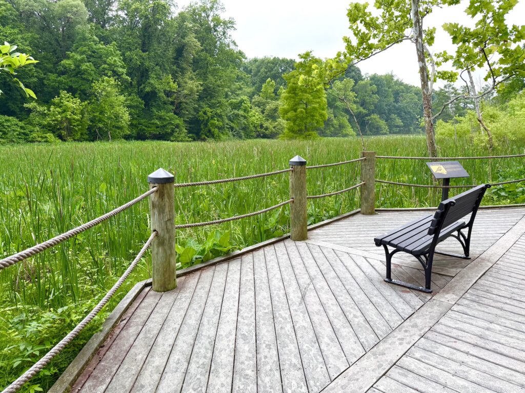 A wooden boardwalk with a bench overlooks a lush, green marsh with tall grasses and trees in the background. A sign is posted next to the bench.