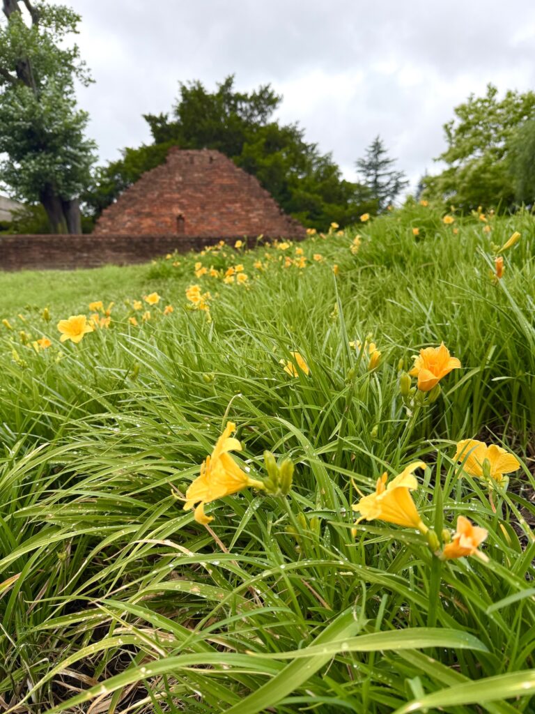 Yellow daylilies bloom in a grassy field leading up to the weathered brick structure of Abingdon Plantation, with trees and a cloudy sky in the background.